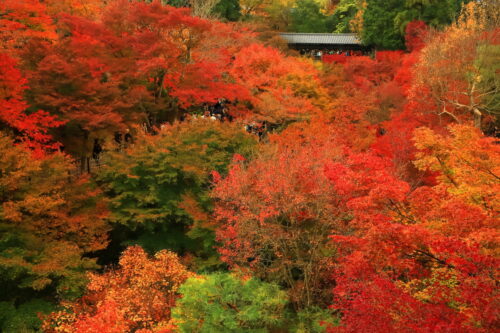 東福寺の通天橋から見た臥雲橋と紅葉