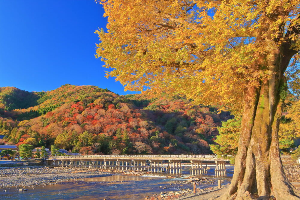 嵐山の渡月橋と紅葉
