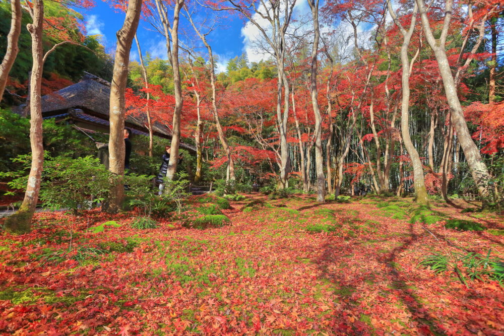 祇王寺の苔庭の紅葉