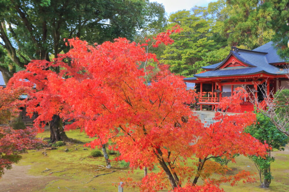 大覚寺の霊明殿と紅葉