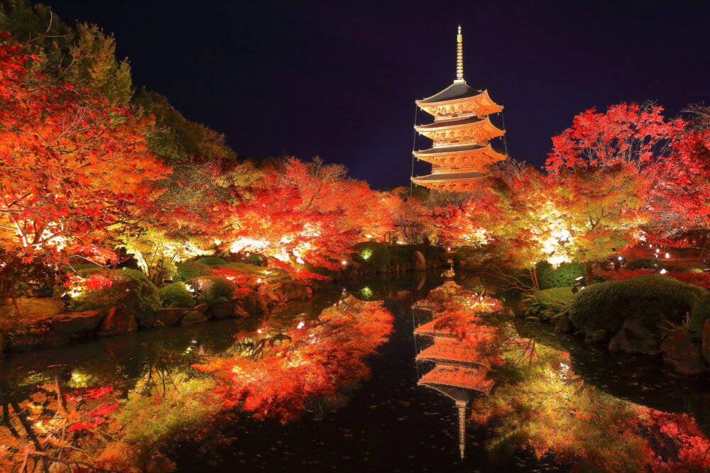 東寺の夜間特別拝観の紅葉